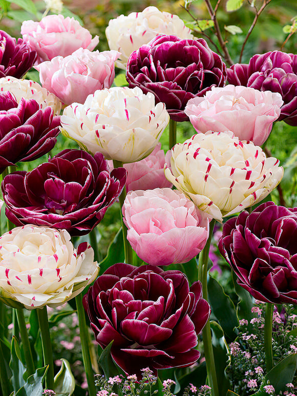 Tulip Bulbs Velvet Morning Collection