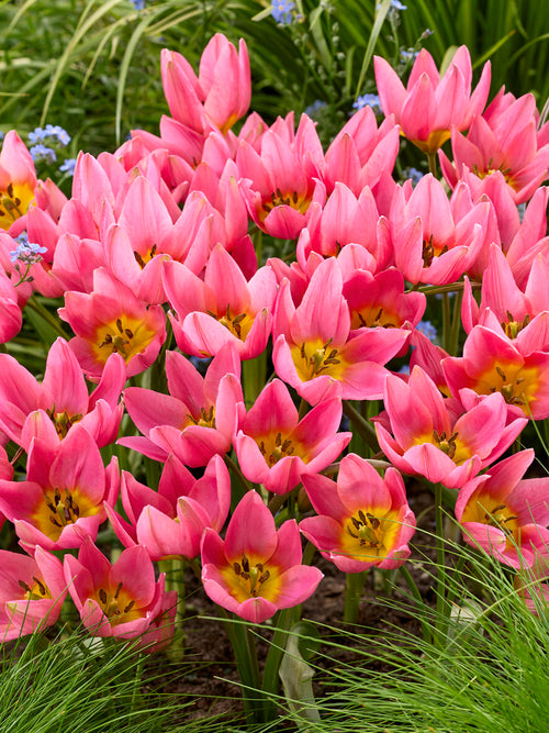 Tulip Daniella pink star-shaped flower