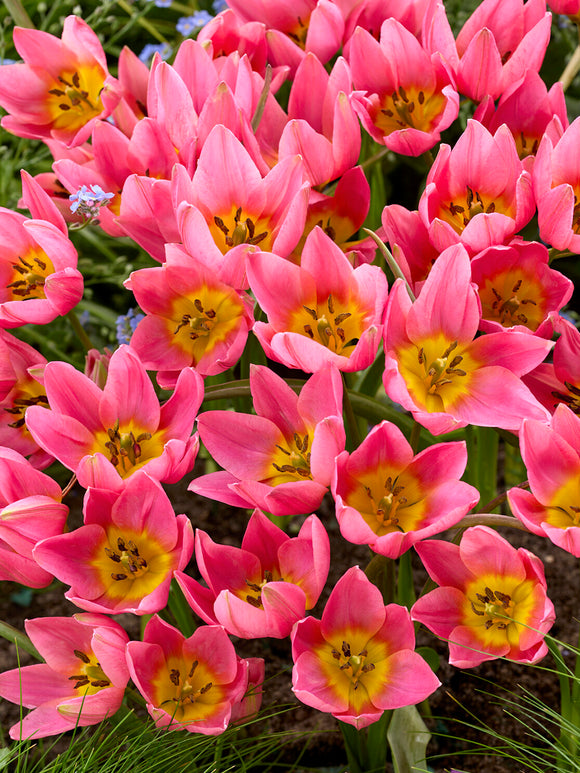 Mauve pink tulip with red flame
