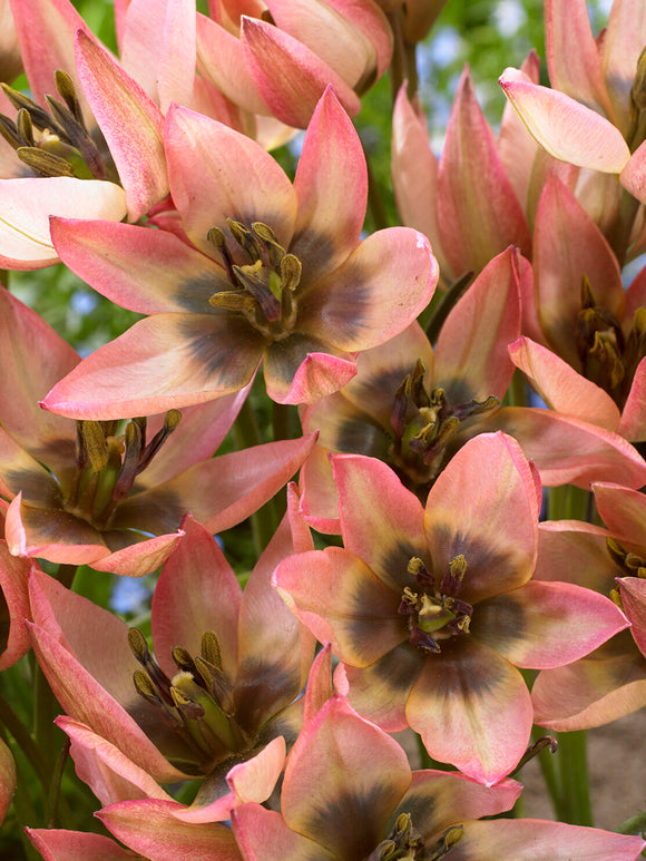 Cluster of pink Danique tulips