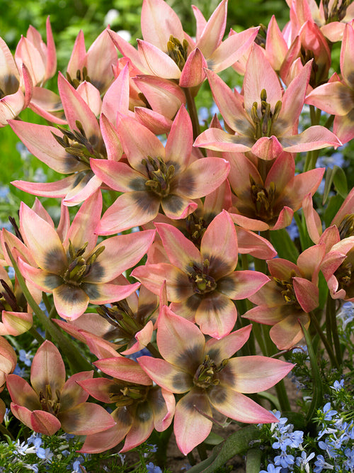 Tulipa clusiana Danique delicate small flowers