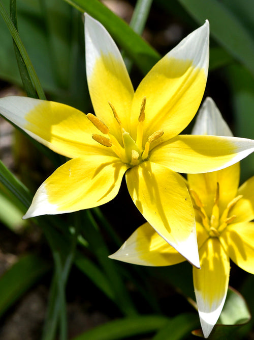 Tulip Dasystemon Tarda