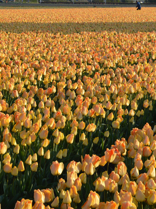 Tulip Daydream Bulbs