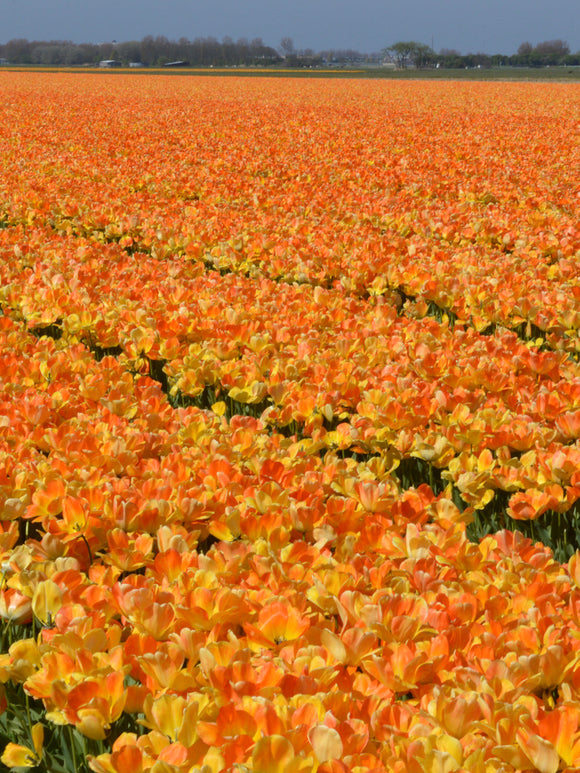 Tulip Bulbs Daydream