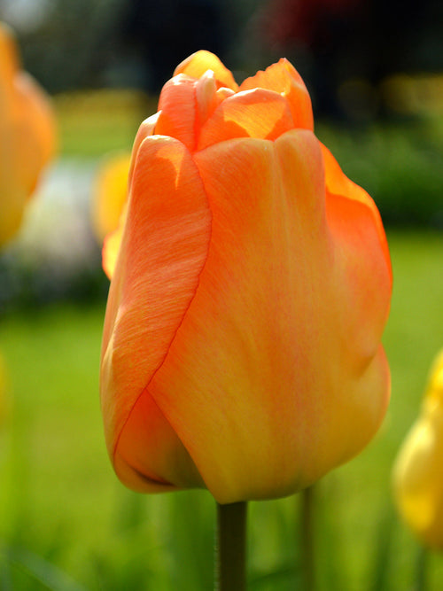 Tulip Daydream - Tulips Bulbs from Holland shipping to the UK