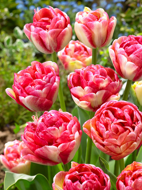 Tulip Double Blizz
