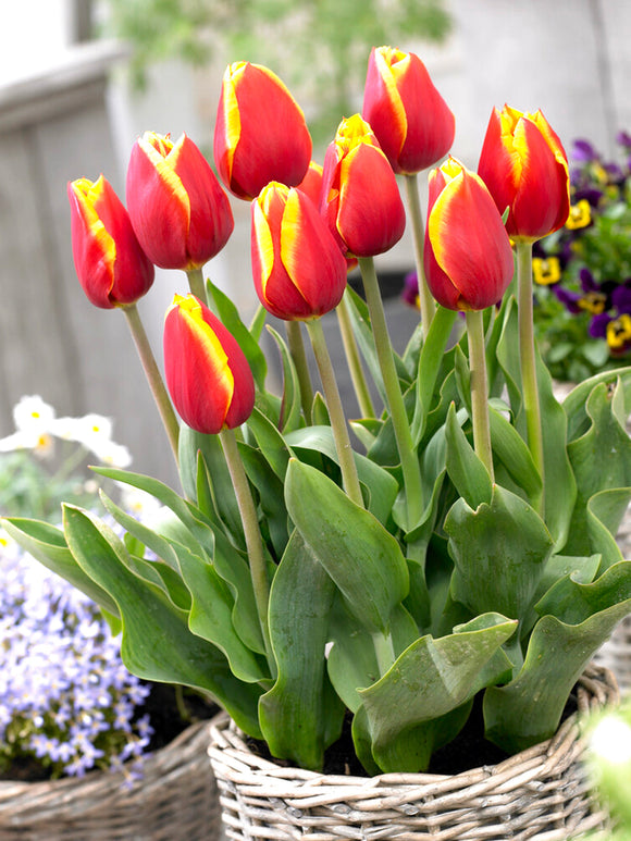 Tulip Flower Bulbs - Dow Jones