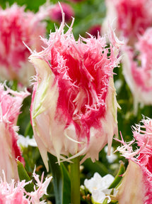 Tulip Drakensteyn