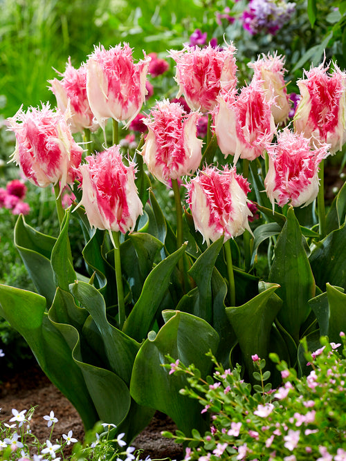 Tulip Drakensteyn pink and white fringed bloom