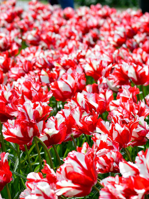 Tulip Estella Rijnveld Bulbs