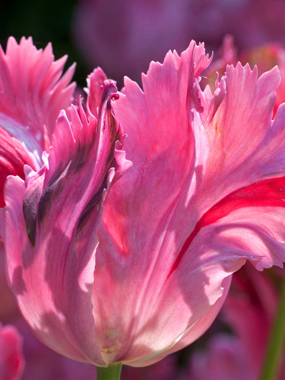 Tulip Flamingo Queen Flower Bulbs