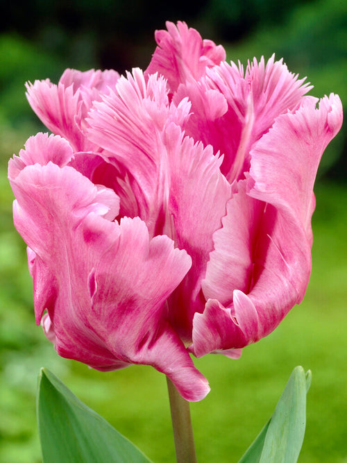 Tulip Flamingo Queen Bulbs