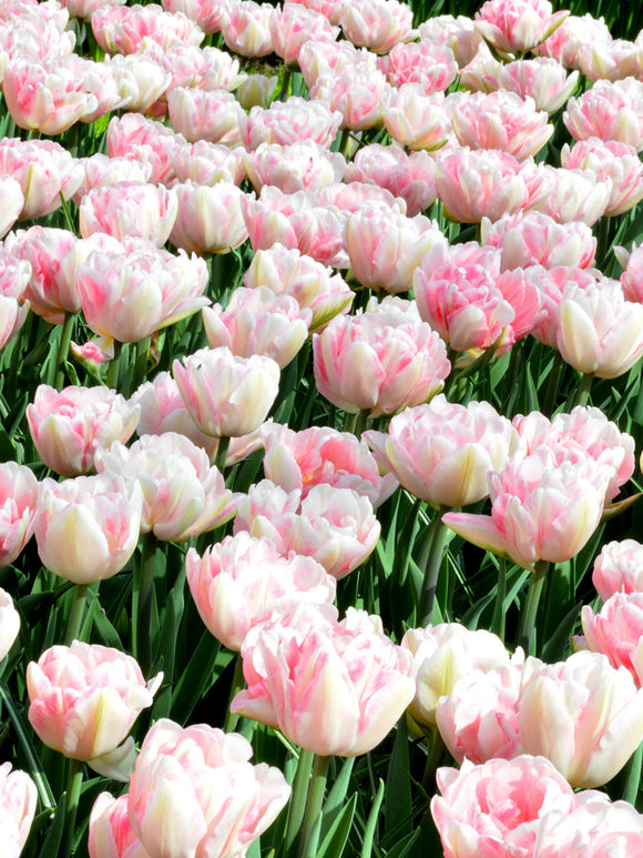 Tulip Bulbs Foxtrot