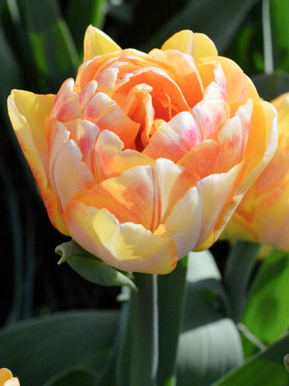 Tulip Bulbs Foxy Foxtrot Flower bulbs