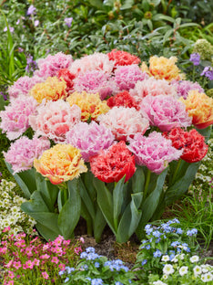 Tulip Frizzle Sizzle Collection