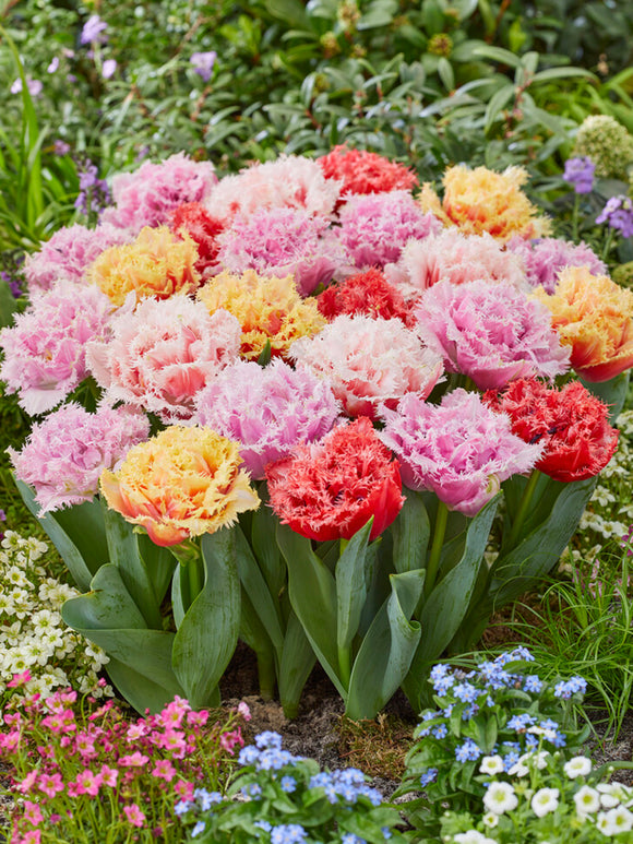 Peony Double fringed Tulips