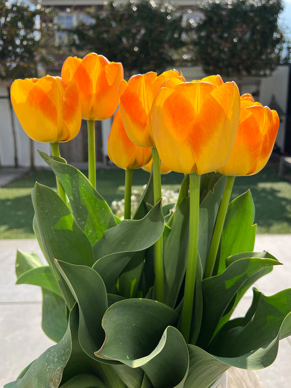 Tulip Goldfinch Bulbs