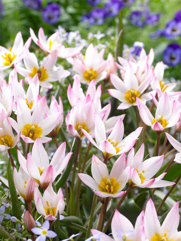 Tulip bulbs (cretica) Hilde