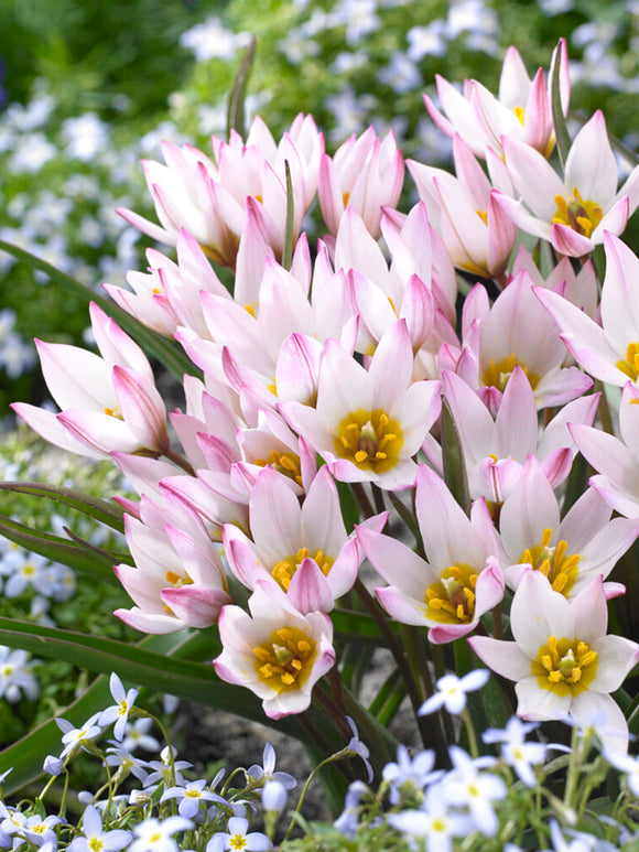 Tulip (cretica) Hilde