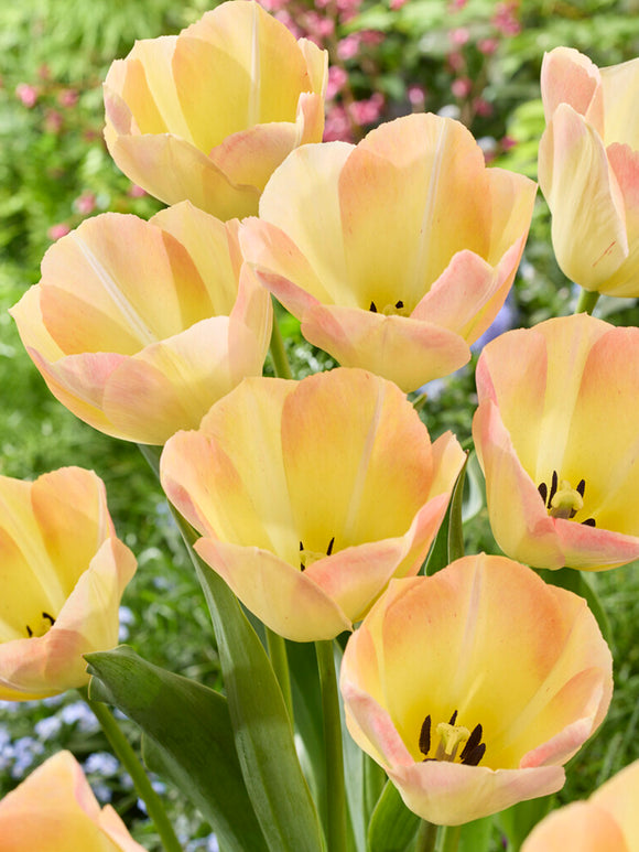 Tulip Bulbs Jade Maiden