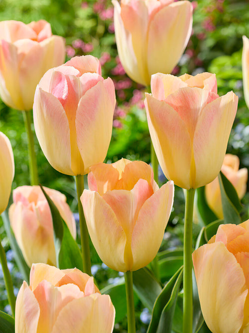 Tulip Jade Maiden Bulbs
