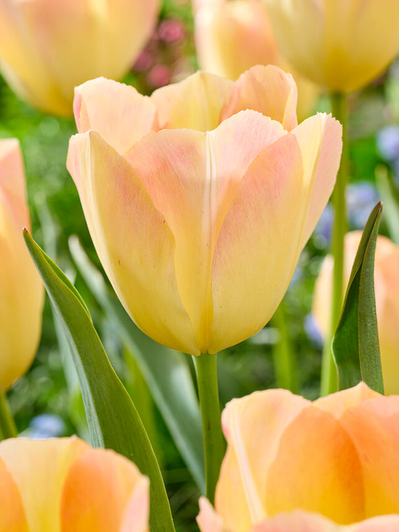 Tulip Jade Maiden Tulip Bulbs