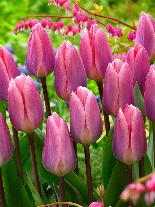 Tulip Bulbs Light and Dreamy
