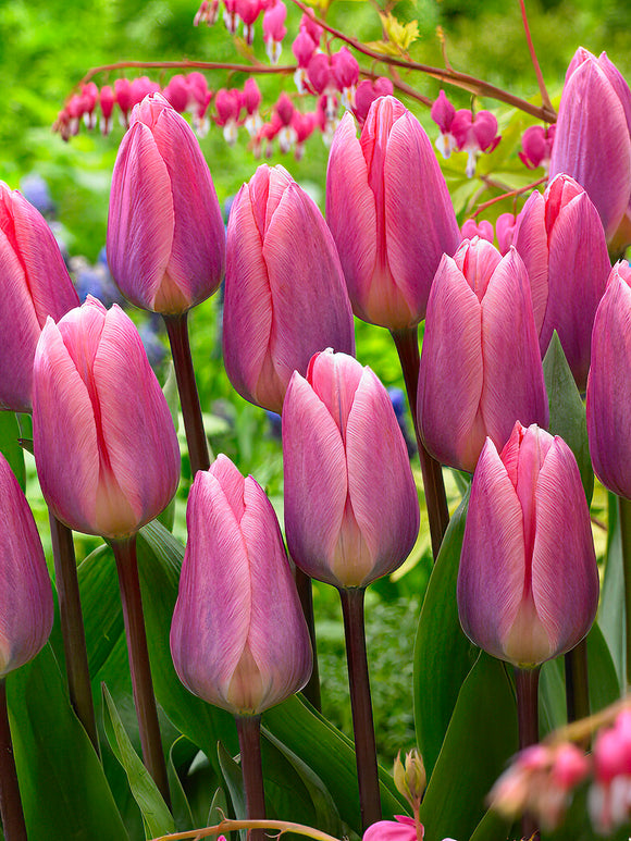 Tulip Bulbs Light and Dreamy