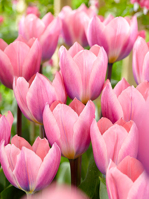 Tulip Light and Dreamy Flower Bulbs