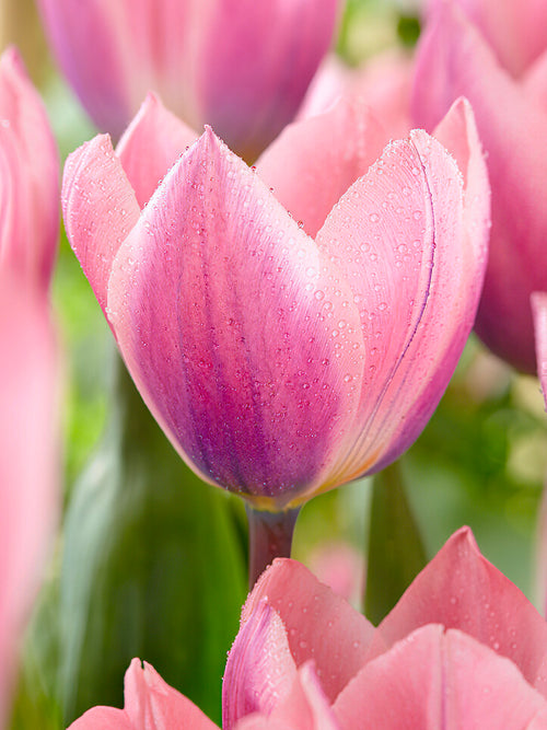 Tulips Light and Dreamy
