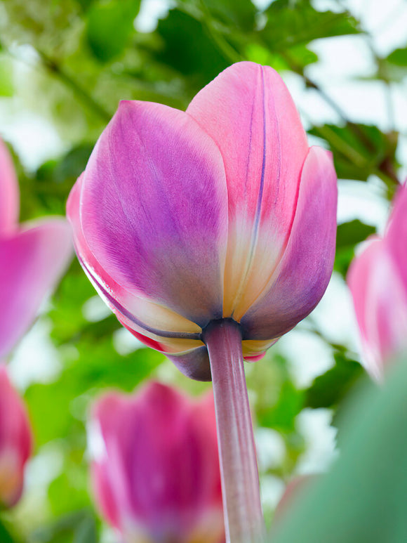 Tulip Light and Dreamy Bulbs