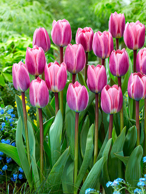 Tulip Light and Dreamy Tulip Bulbs