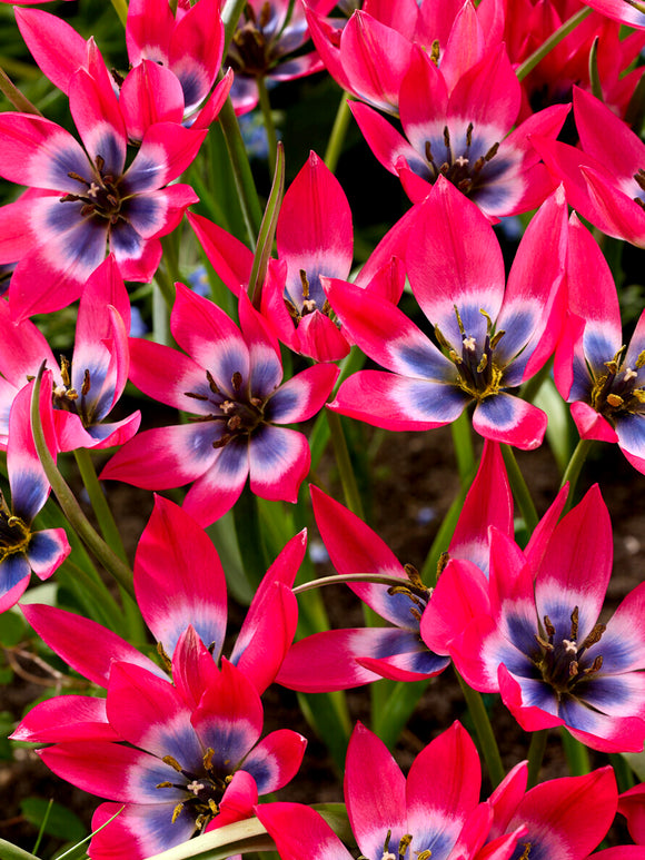 Small species tulip in sunshine