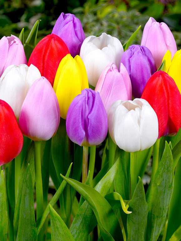Tulip Lollypop Collection - Tulip Bulbs from Holland