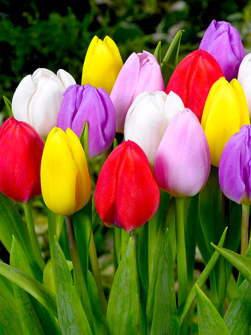 Tulip Lollypop Collection - Tulip Bulbs from Holland