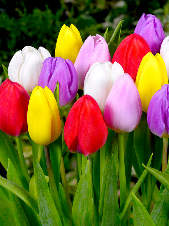Tulip Lollypop Collection - Tulip Bulbs from Holland
