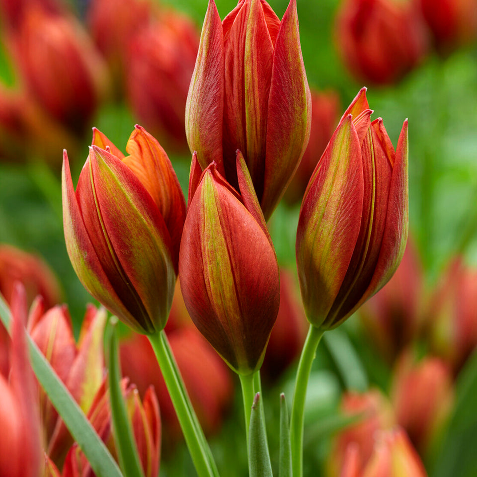 multi-flowered tulip mara