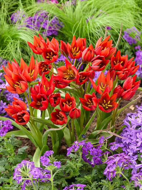 Compact Tulip Mara flowers in border