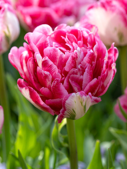 Double‑flowered Tulip Marshmallow bloom close‑up