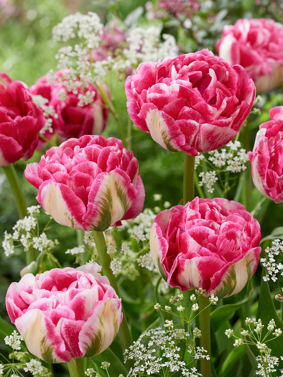 Tulip Marshmallow double blooms in spring