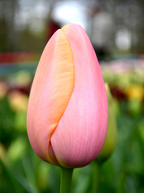 Tulip Single Late Tulip Pink Menton bulbs
