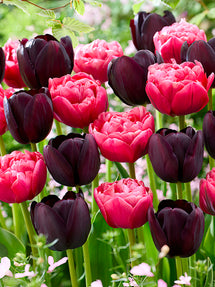 Tulip Midnight Rose Collection