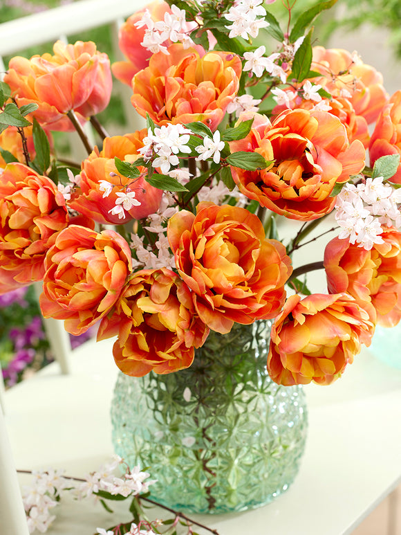 Tulip Bulbs Oakheart