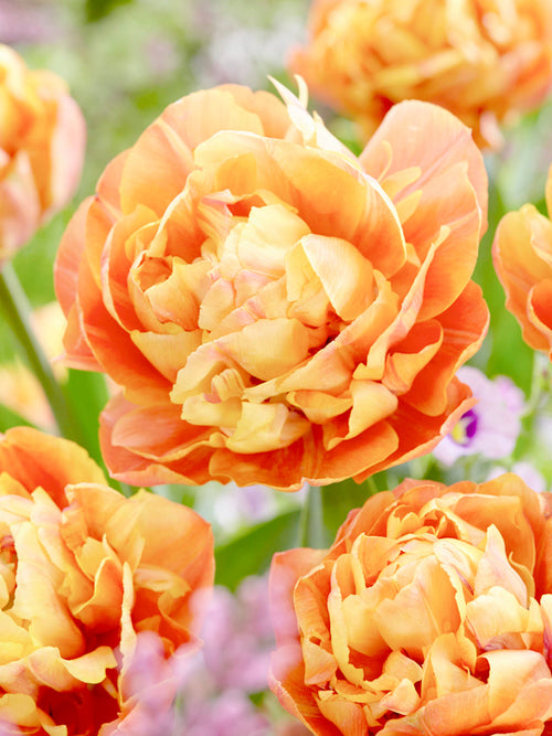 Orange Copper Double Peaony Tulips Bulbs Olivia Valdivia