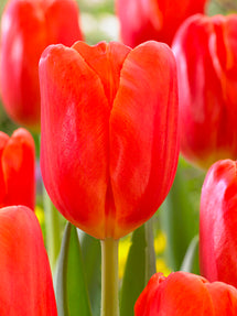 Tulip Orange Juice