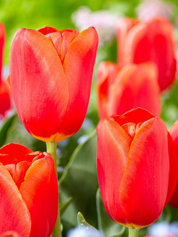 Tulip Bulbs Orange Juice