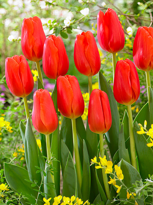 Tulip Flower Bulbs Orange Juice