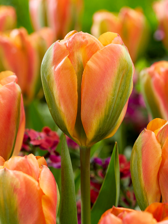Viridiflora tulip Orange Marmelade