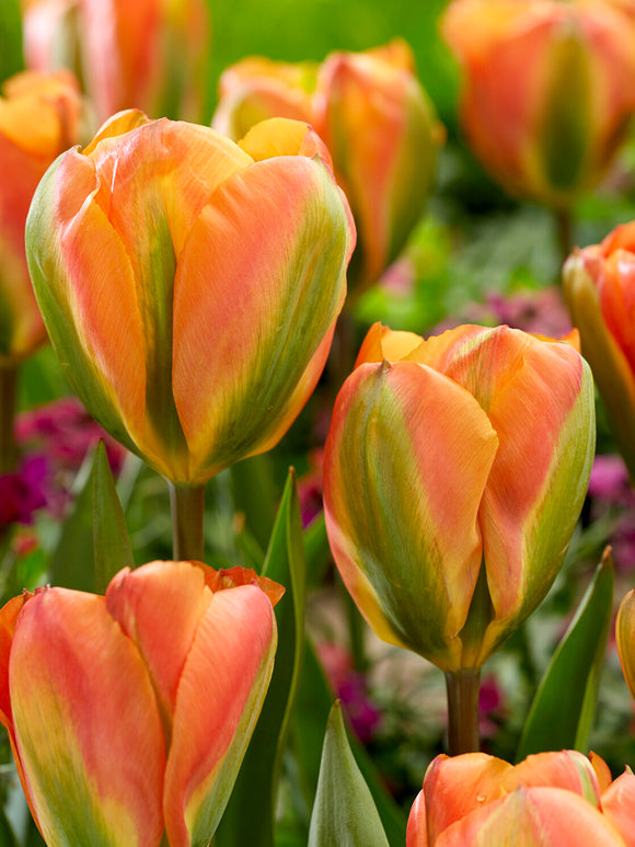 Tulip Orange Marmelade in spring border