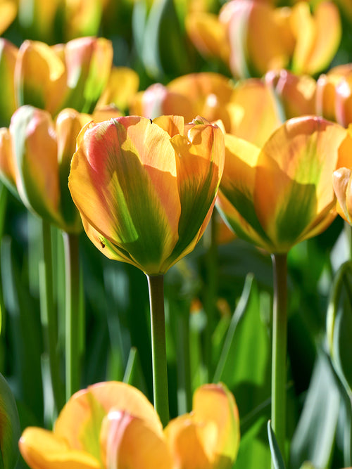 Orange tulip with green stripe detail
